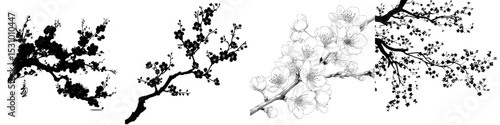 A single black branch of sakura is silhouetted in the spring with flowers