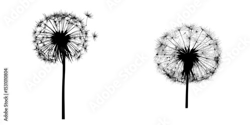 Wallpaper Mural A white base provides the setting for a dandelion's dark silhouette Torontodigital.ca