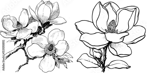 A modern sketch illustration shows the Southern Magnolia Grandiflora, alongside a black Bull Bay silhouette isolated on a white background, which is Mississippi's official state tree