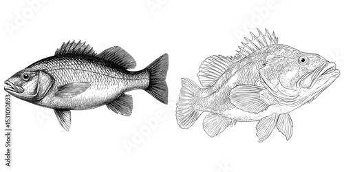 Seabass fish depicted in silhouette, set against a white background in a modern illustration