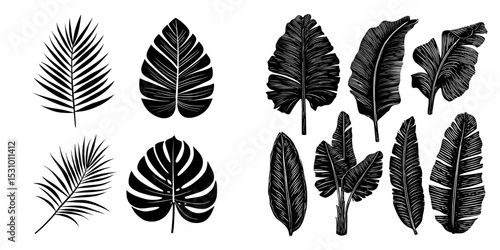 Modern illustration featuring black silhouettes of tropical palm leaves on a white background, part of an exotic plant leaves set