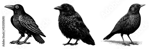 The image of a black and white crow, depicted in a hand-drawn sketch style, represents an old and wise bird, commonly associated with Halloween as a raven character, and is suitable for use as a wall