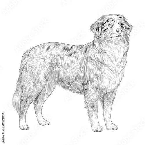 The dog known as the Australian Shepherd has a modern silhouette