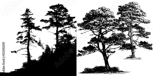 A modern set of black and white silhouettes featuring long elegant branches of pine trees and conifers