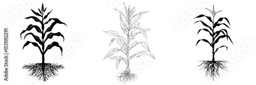 Isolated on a white background is the silhouette of a young corn plant, complete with its leaves and root system