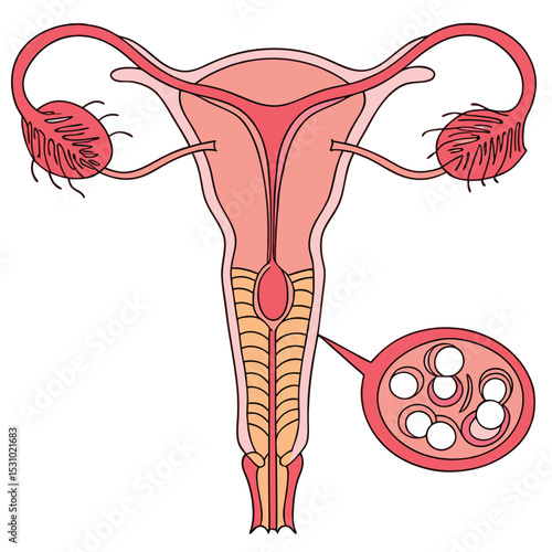 Female Reproductive System Anatomy, Diagram, and Ovulation Process
