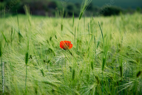 A single red poppy blooms amidst a sea of bright green wheat in a rural field during a sunny late spring afternoon