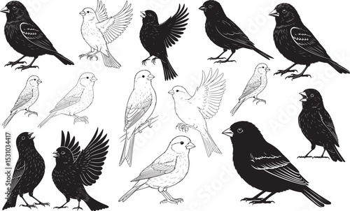 Canary Silhouettes Vector Pack
