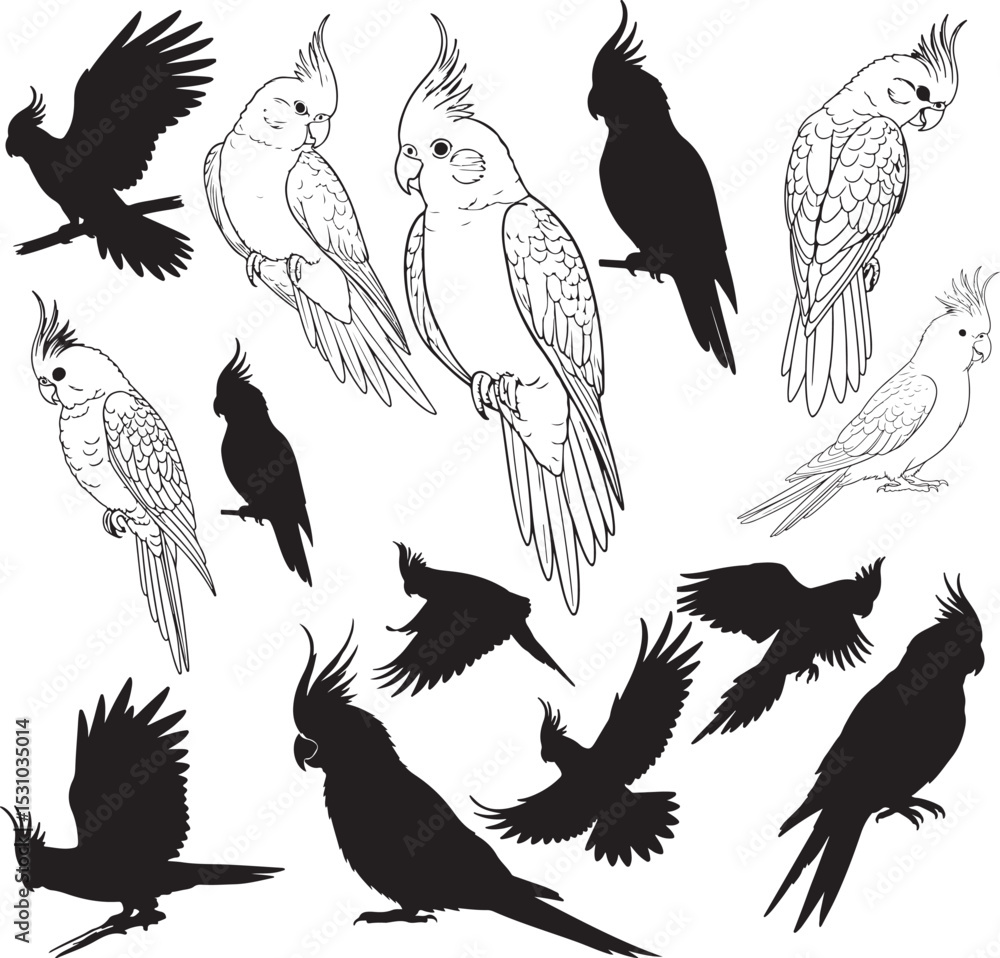 Obraz premium Cockatiel Silhouettes Vector Pack
