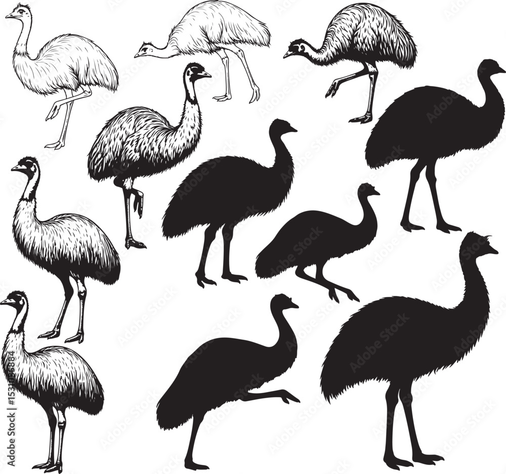 Obraz premium Emu Silhouettes – Solid Black & Outline Vector Set