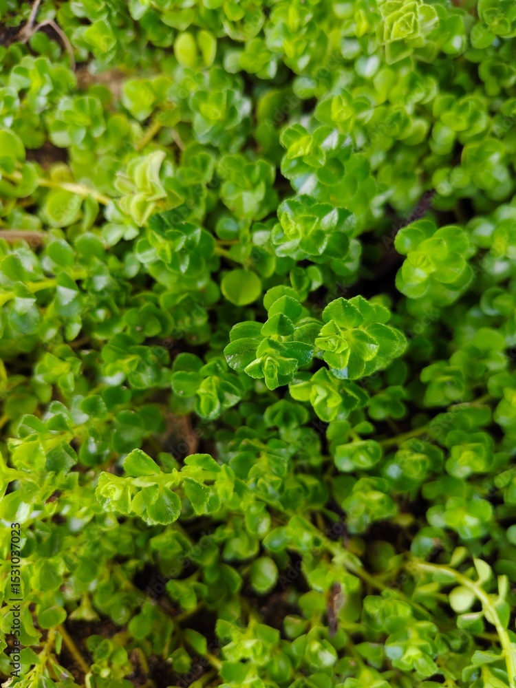 green leaves background green leaves background