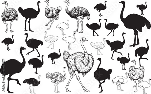 Ostrich Silhouettes – Solid Black & Outline Vector Set