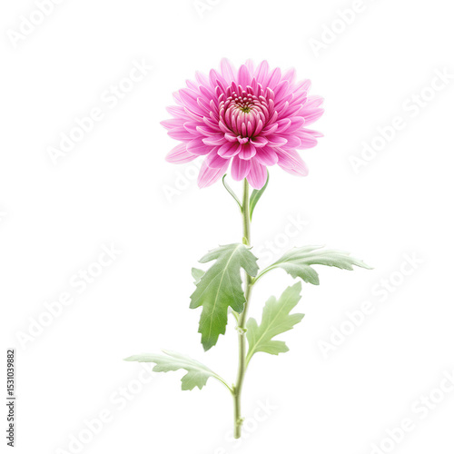 Pink chrysanthemum flower stem isolated on transparent background