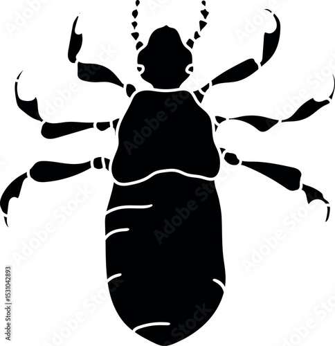 Black silhouette of nymph head louse (Pediculus humanus) insect