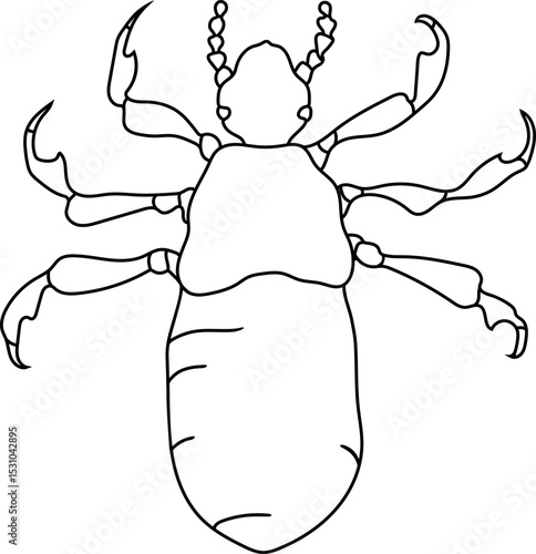 Coloring page with nymph head louse (Pediculus humanus)