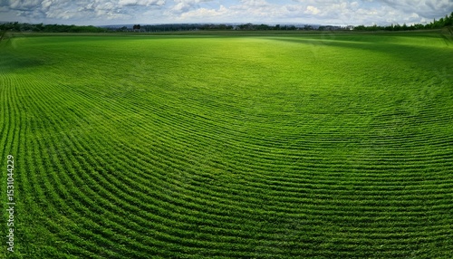 wide format background image of green carpet of neatly trimmed grass beautiful grass texture on bright green mowed lawn field grassplot in nature