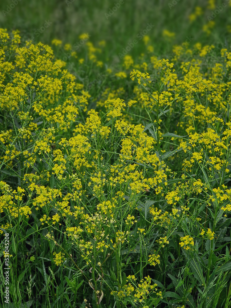 Fototapeta premium field of yellow flowers