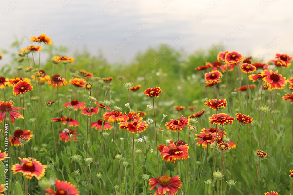 Fototapeta premium Bright flowers on the background of a lake or river. Natural summer background. Orange and white flowers in the park. Beautiful flowerbed. Flowers close-up, blurred background