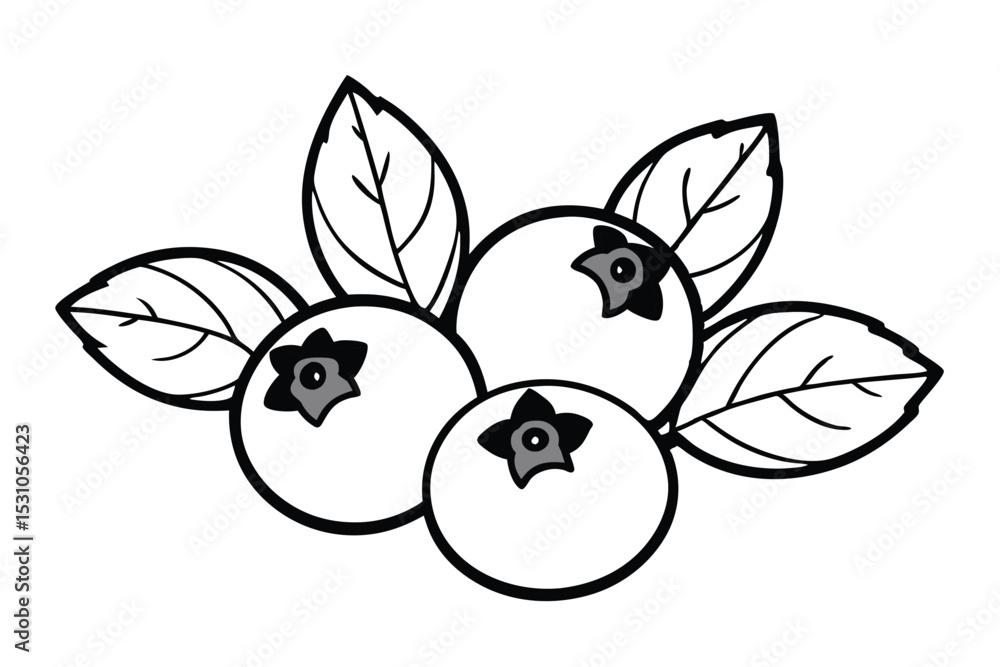 Detailed black and white illustration of fresh blueberries with leaves depicting healthy fruit and botanical elements Detailed black and white illustration of fresh blueberries with leaves depicting healthy fruit and botanical elements