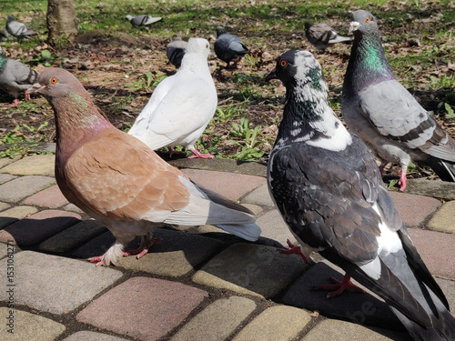 dove in the park. Wild bird