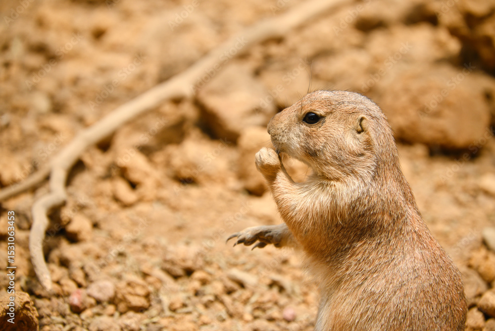 Naklejka premium プレーリードッグ