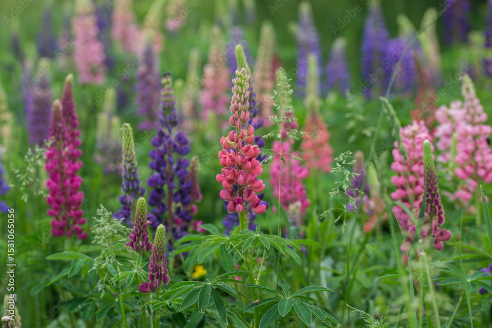 Obraz premium Beautiful bright lush lupines, meadow flowers