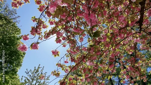 A tree branch blooms with pink flowers under a clear blue spring sky, birds singing as the camera looks upward, capturing nature’s peaceful renewal.