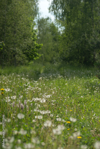 Wallpaper Mural Field with dandelions on a summer day Torontodigital.ca