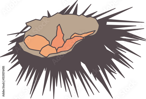 Oursin coupé en deux