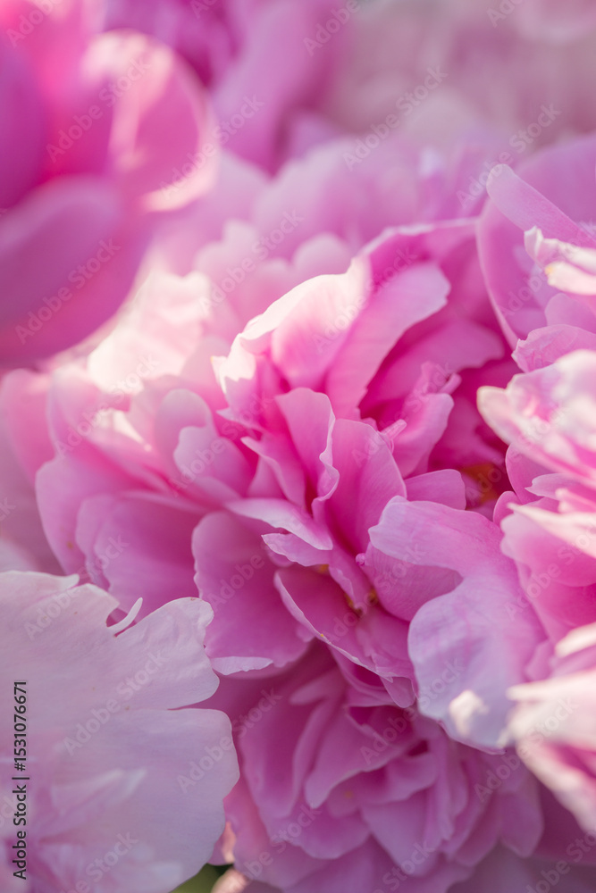 Beautiful delicate lush pink peonies Beautiful delicate lush pink peonies