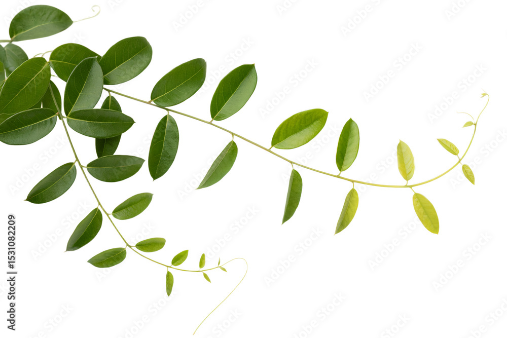 Obraz premium Vibrant green leaves branch isolated on detailed natural fresh spring on transparent background leaf