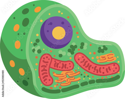 Plant Cell Structure Detailed Vector Illustration with Organelles in Green and Purple Colors 