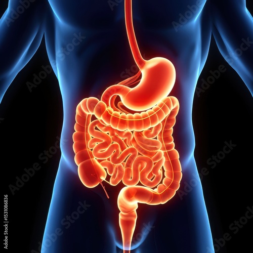 Wallpaper Mural Human Digestive System Anatomy Detailed Illustration of Internal Organs Torontodigital.ca