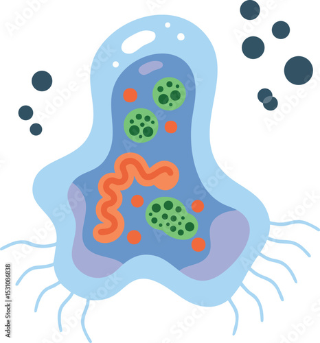 Amoeba single cell organism biology microscopic illustration with organelles and flagella vector 