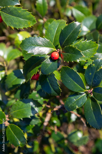The Ilex meserveae Blue Angel holly bush displays dark blue-green spiny leaves and vibrant red berries. A hardy evergreen plant often used in winter gardens and holiday decor