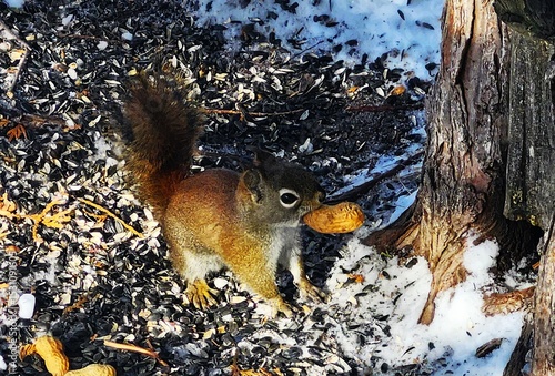 squirrel in the park