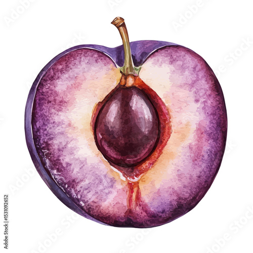 Plum Slice, watercolor illustration vector, isolated on a white background.