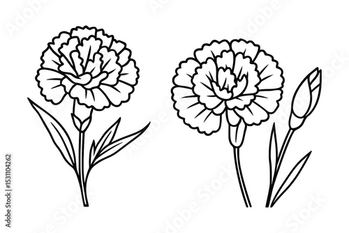 Carnation flower vector illustration. Floral design with blooming flowers and unopened buds.