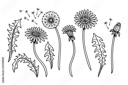 Detailed vector illustration of dandelion flowers and seeds in a simple black and white style.