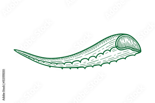 Detailed vector illustration of an aloe vera leaf, a natural ingredient for skincare.