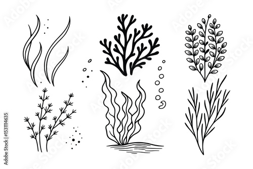 Detailed monochrome vector illustration featuring various seaweed and aquatic plants in a simple style.