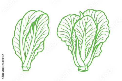 Detailed vector illustration of bok choy vegetable. Perfect for culinary or botanical designs.
