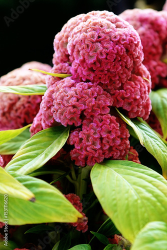 Beautiful  celosia cristata flowerbed of fluorescent magenta color in full bloom