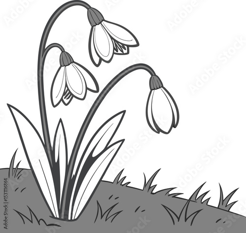 Vector illustration of delicate white snowdrop flowers blooming in the snow, heralding the beauty of spring