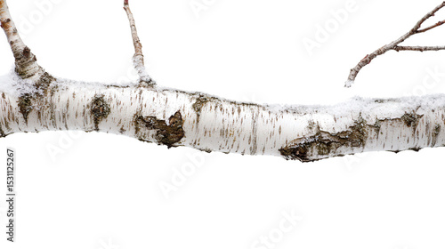 Frosted birch tree with peeling bark Transparent background, PNG file
