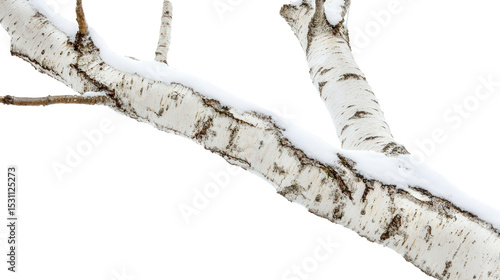 Frosted birch tree with peeling bark Transparent background, PNG file