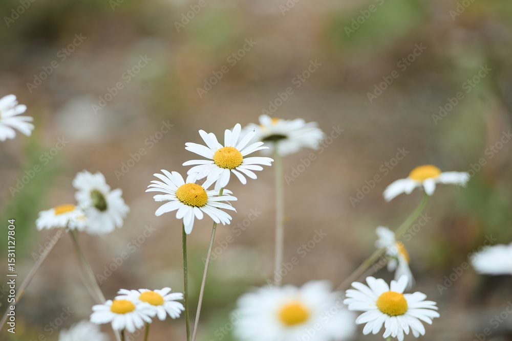 daisies in a field daisies in a field