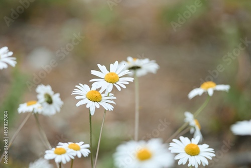 daisies in a field
