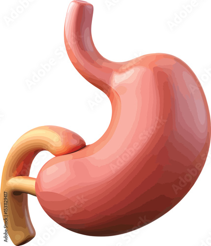 A detailed 3D anatomical illustration of the human stomach, showcasing its intricate structure and form.