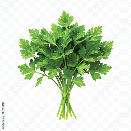 parsley isolated on white background